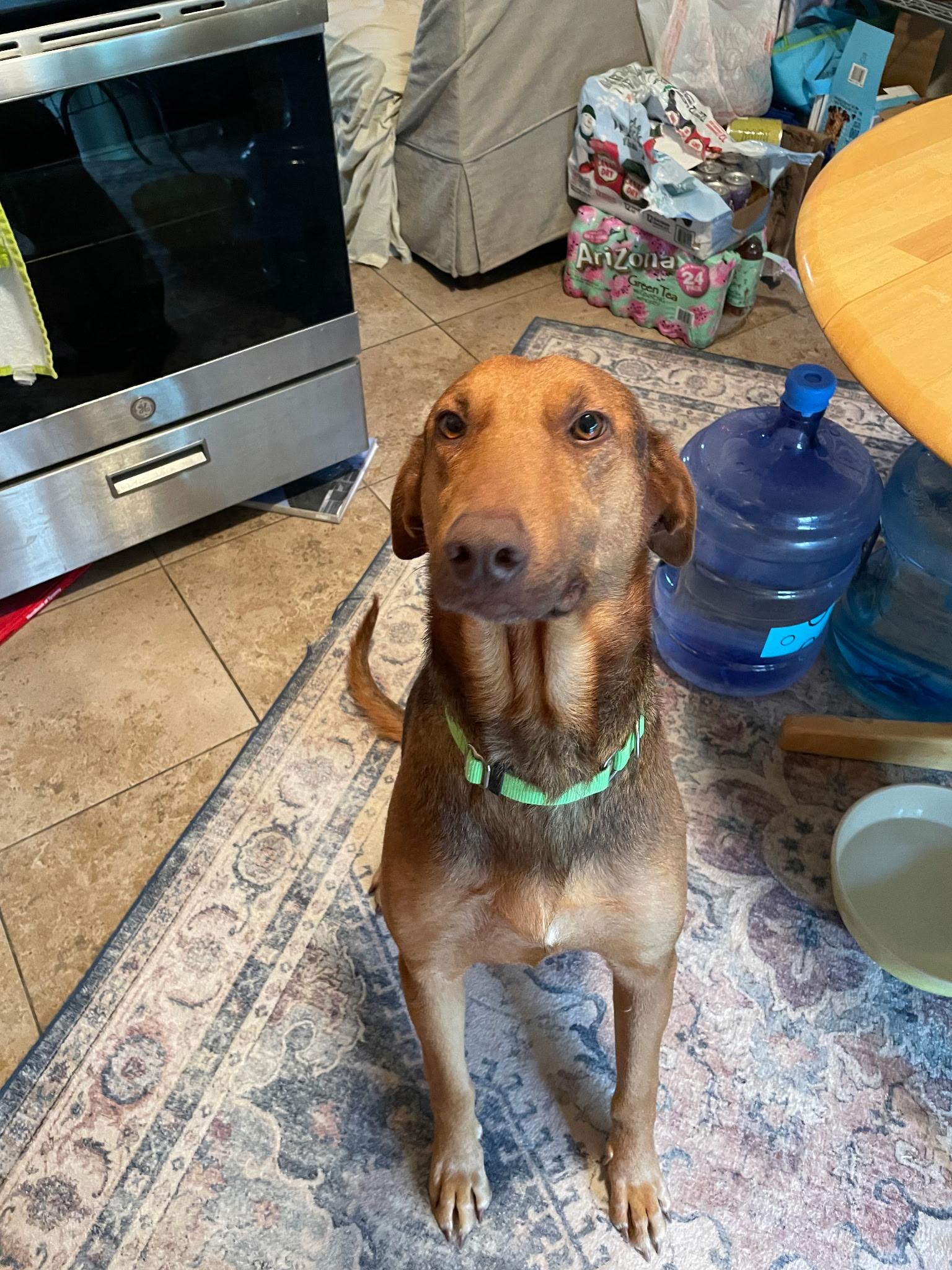 Enlarge Perry, a Adoptable mixed breed in Tucson, AZ image 4/4