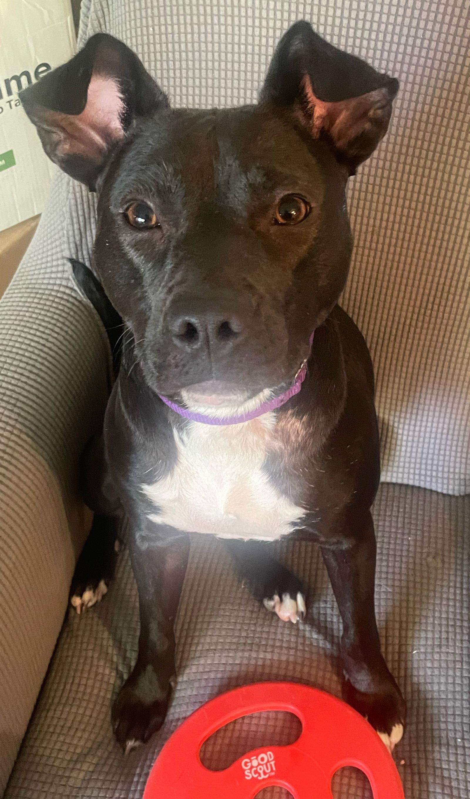 Bebe, Adoptable, Young Female Pit Bull Terrier.