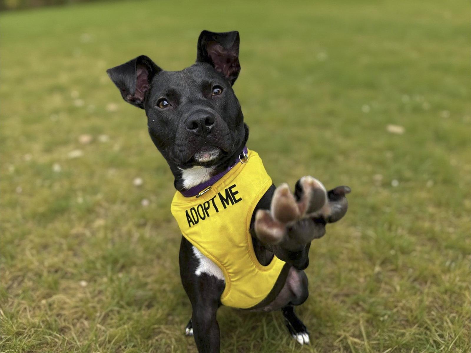 Bebe, Adoptable, Young Female Pit Bull Terrier.