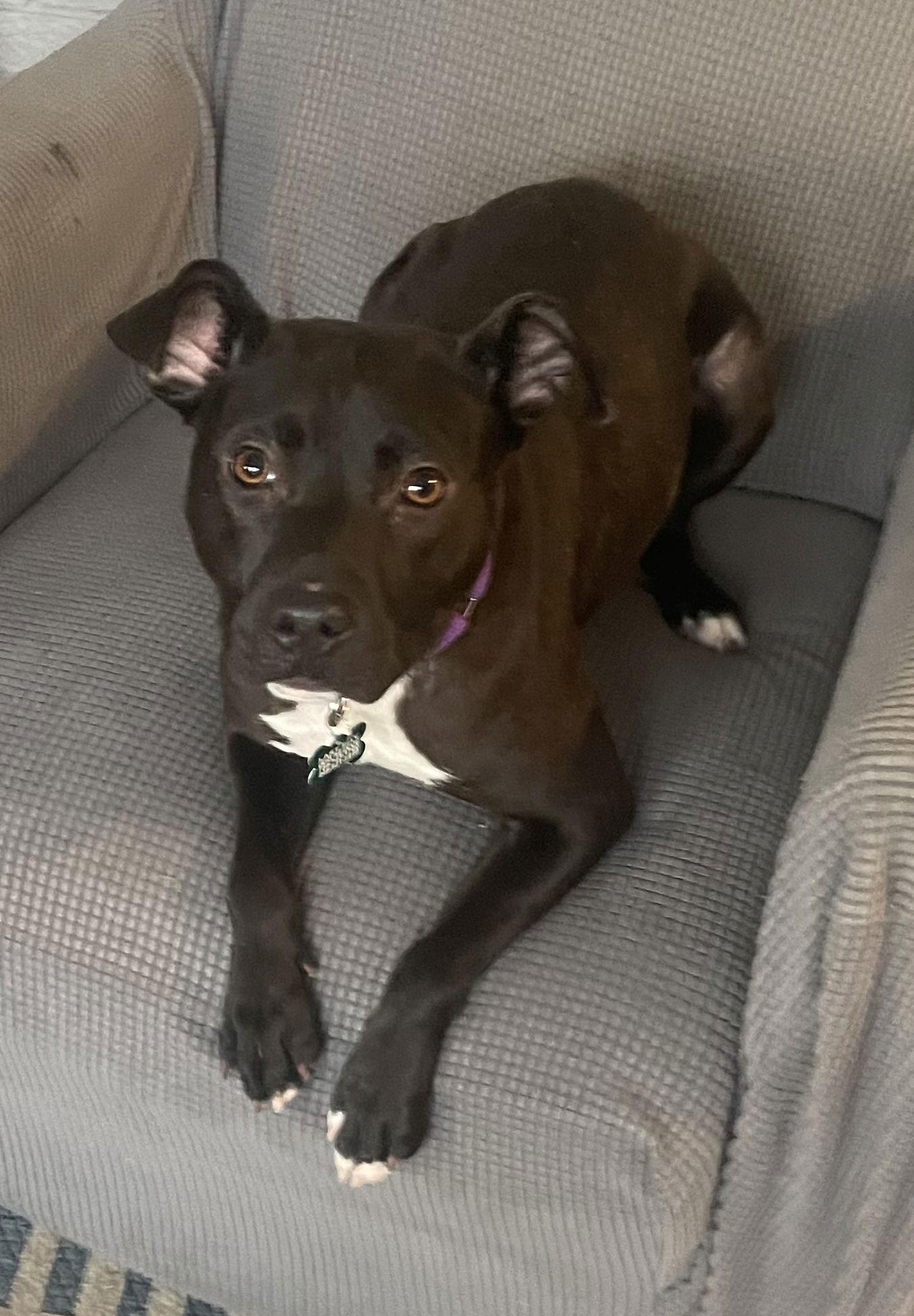 Enlarge Bebe, a Adoptable Pit Bull Terrier in Livonia, MI image 1/3