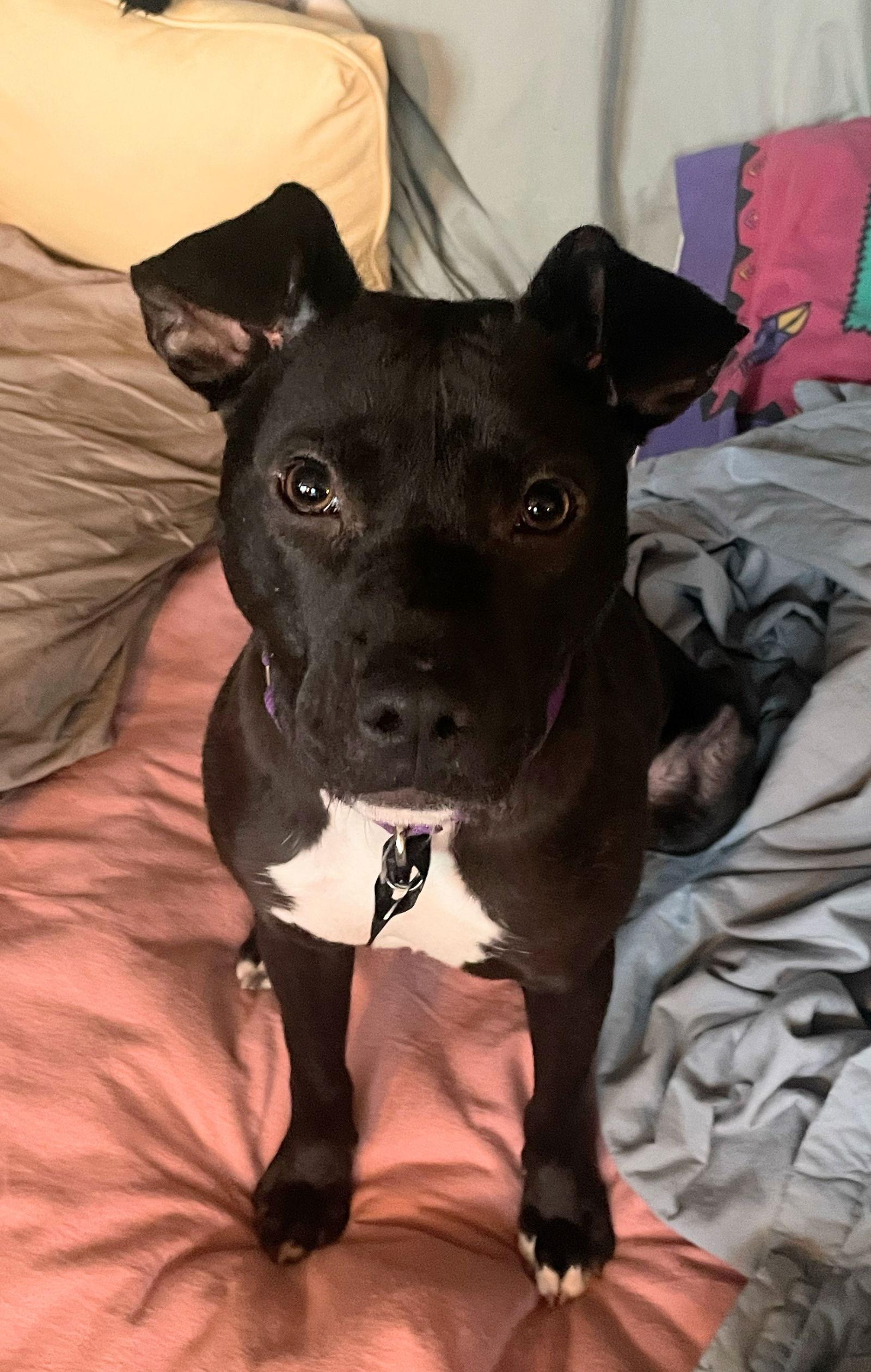 Enlarge Bebe, a Adoptable Pit Bull Terrier in Livonia, MI image 2/3