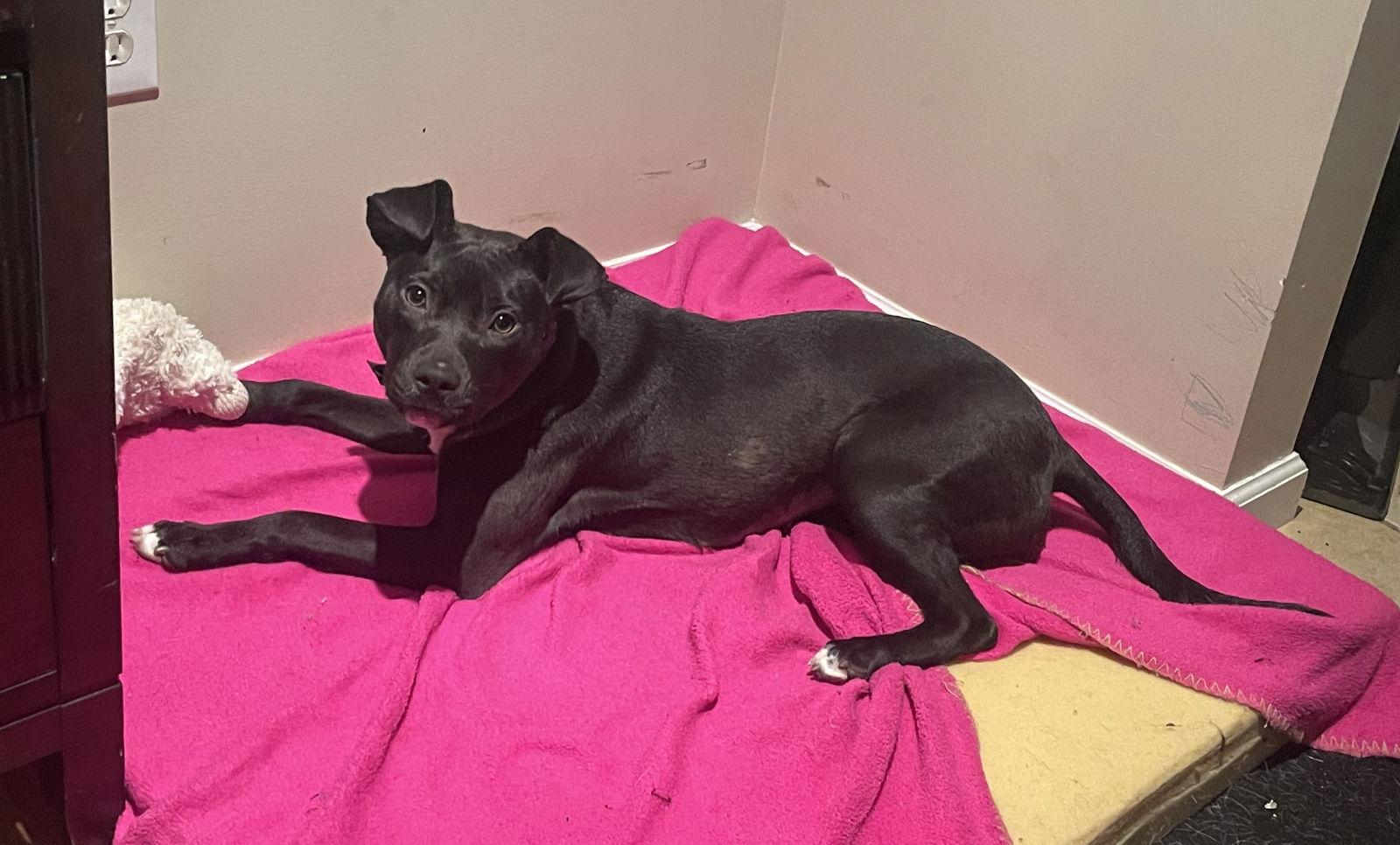 Enlarge Bebe, a Adoptable Pit Bull Terrier in Livonia, MI image 3/3