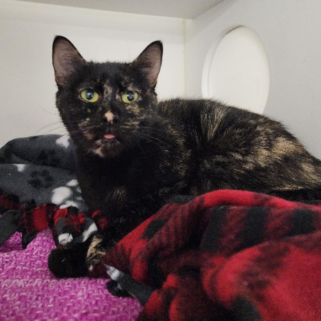 Bianca, Adoptable, Senior Female Domestic Short Hair.