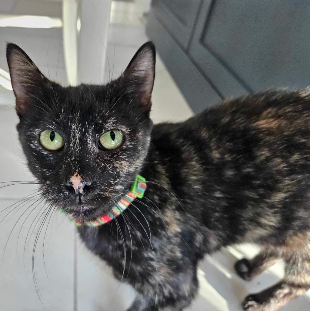 Enlarge Bianca, a Adoptable Domestic Short Hair in Lindenwold, NJ image 2/6