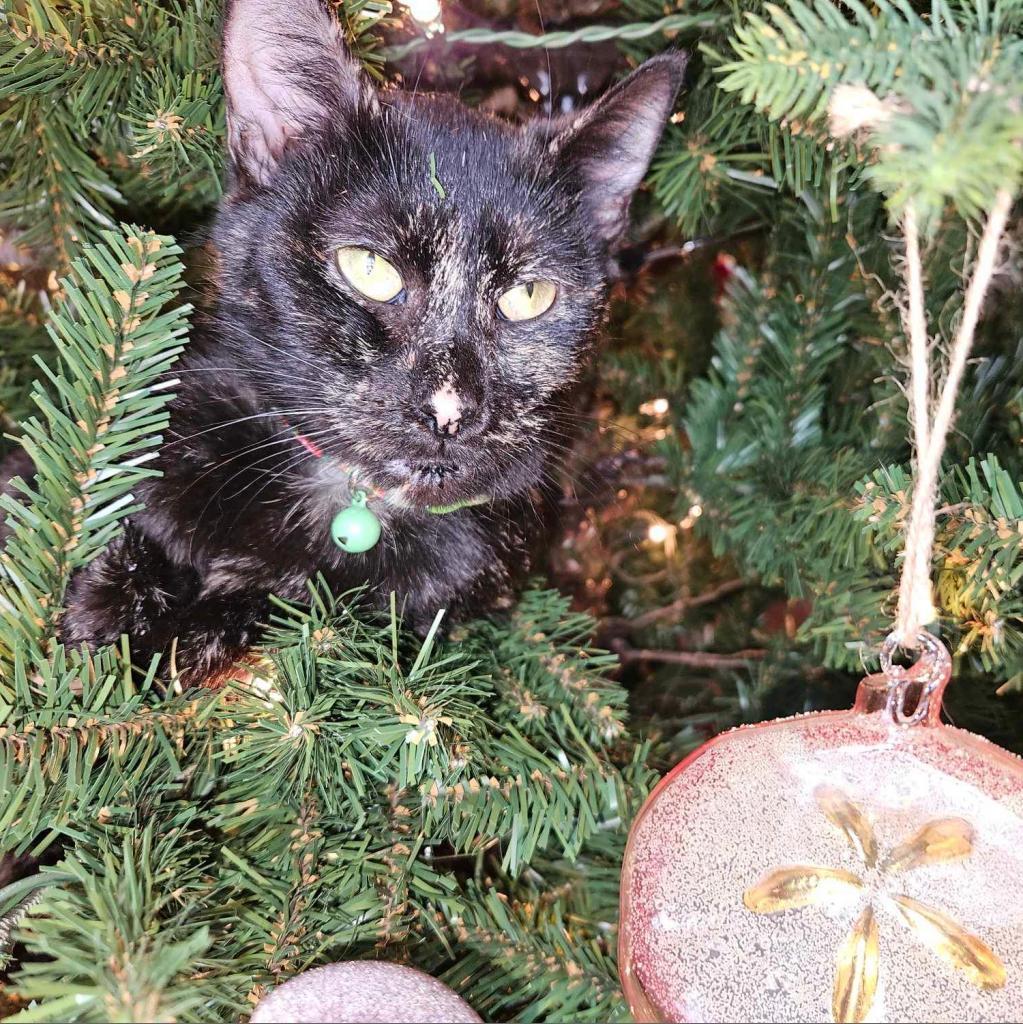 Enlarge Bianca, a Adoptable Domestic Short Hair in Lindenwold, NJ image 3/6