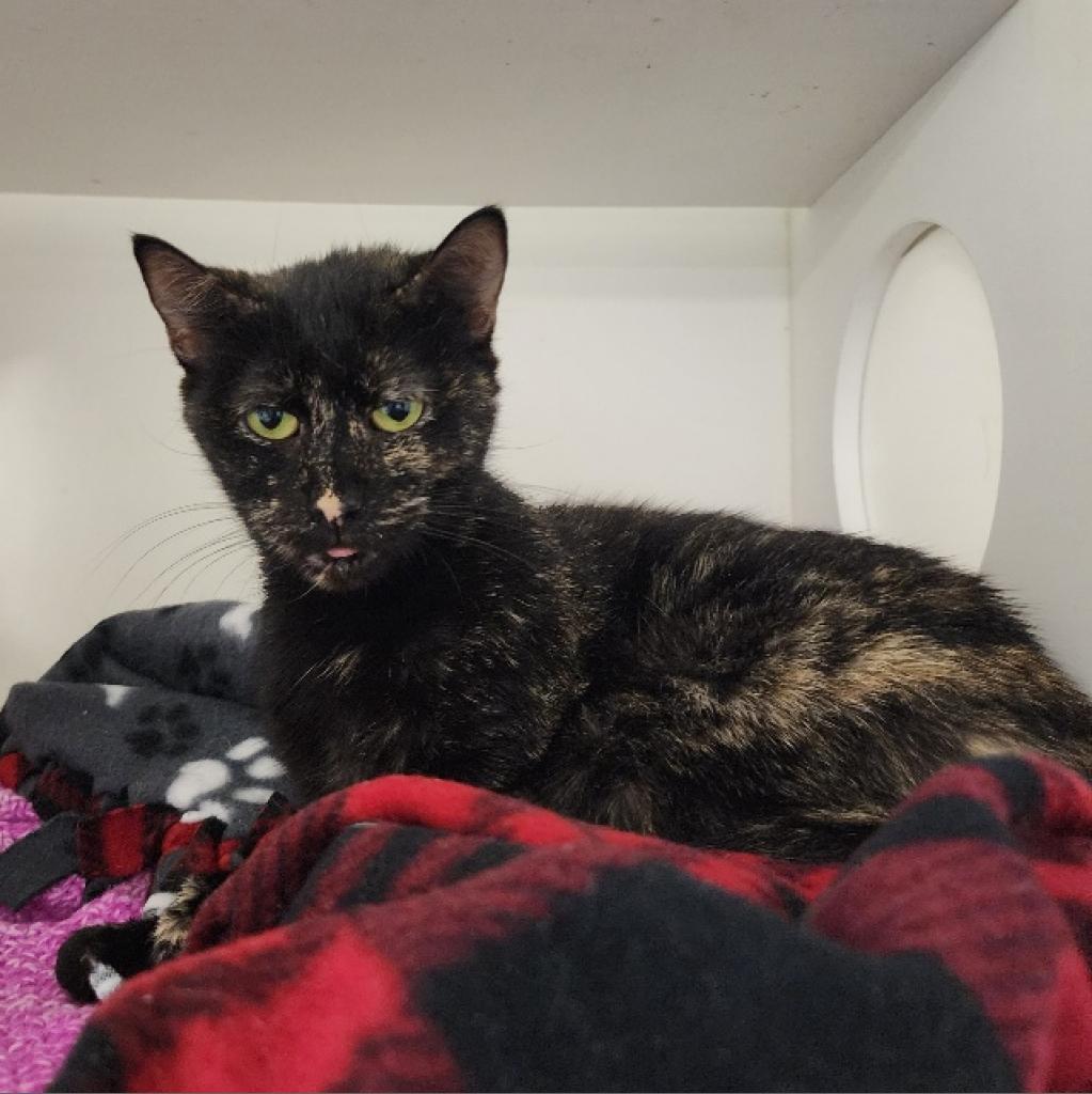 Enlarge Bianca, a Adoptable Domestic Short Hair in Lindenwold, NJ image 4/6