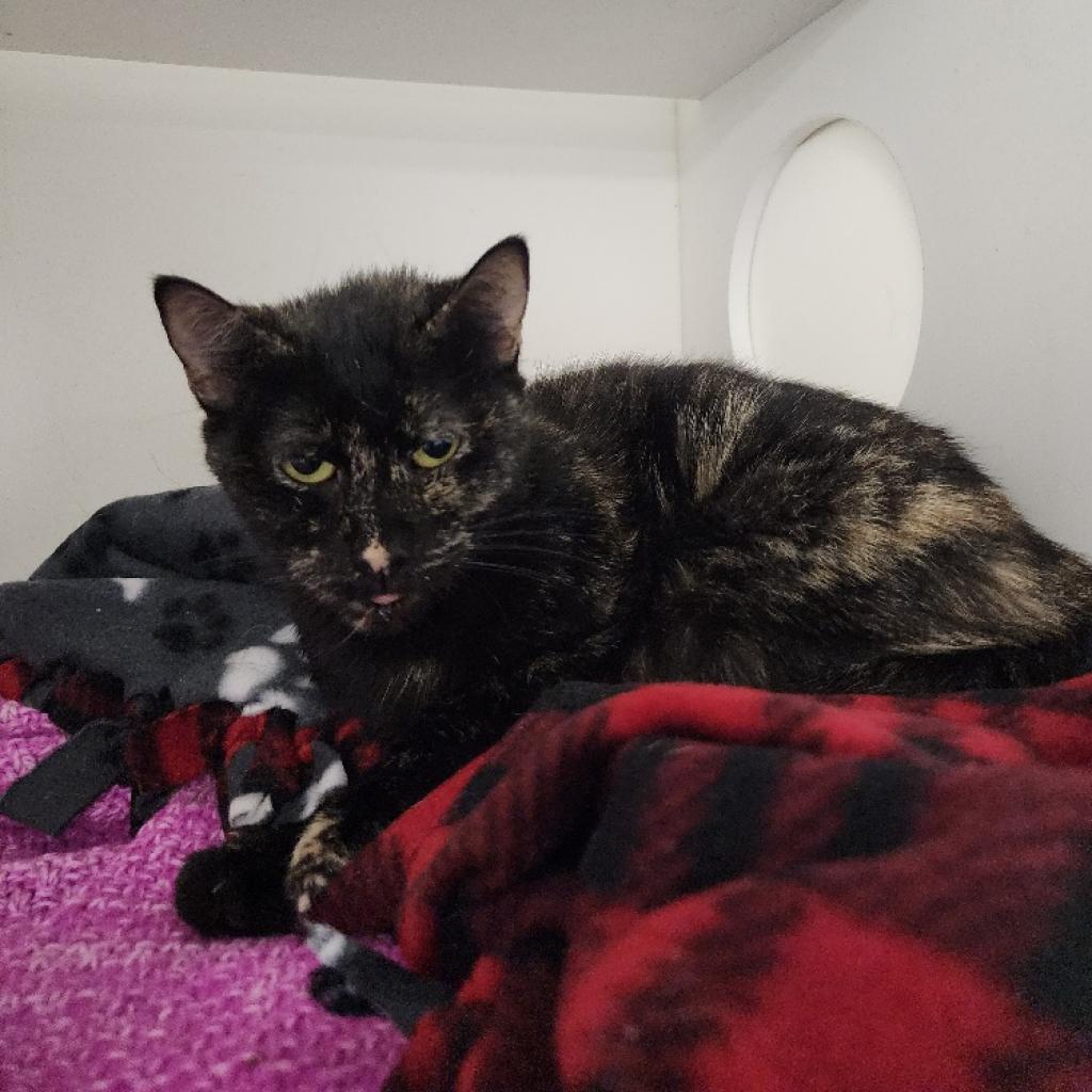 Enlarge Bianca, a Adoptable Domestic Short Hair in Lindenwold, NJ image 5/6