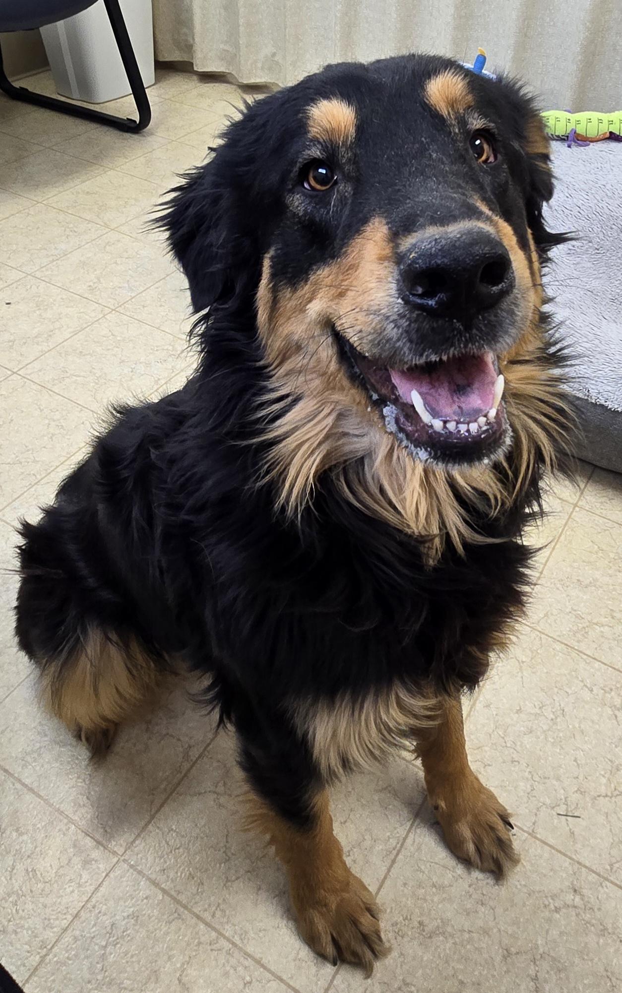 Bonnie, adopted, Adult Female Australian Shepherd.
