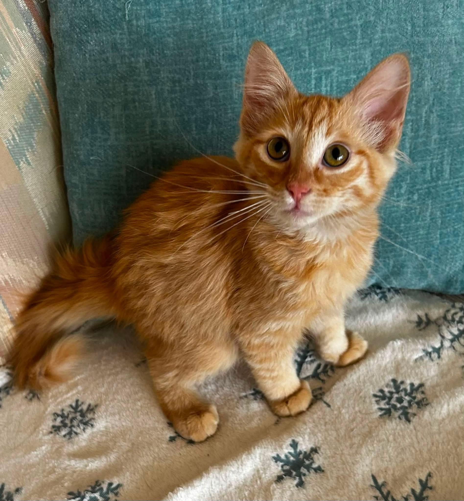 Alex, Adopted, Kitten Male American Shorthair.