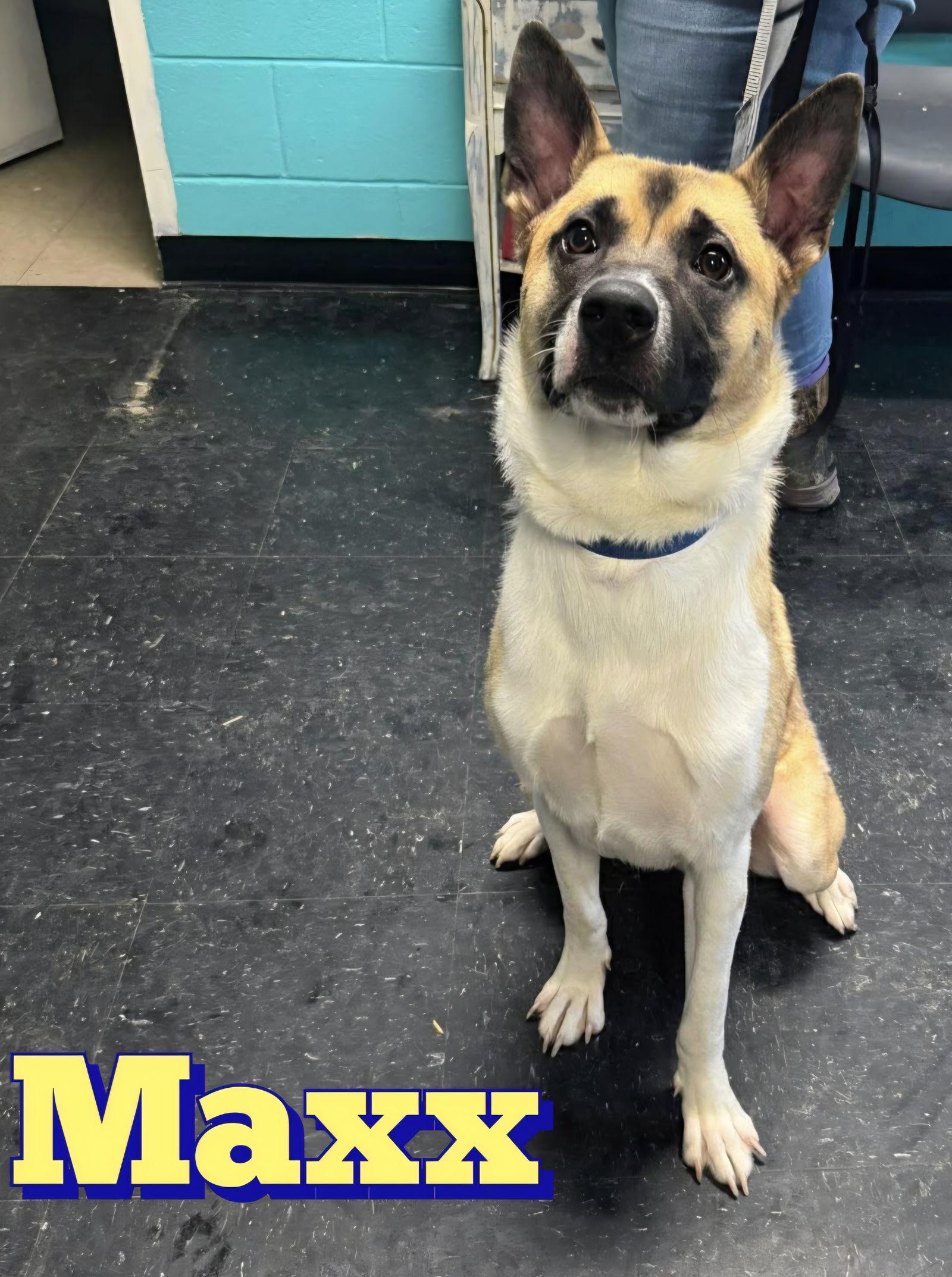Maxx, Adoptable, Young Male German Shepherd Dog & Husky.