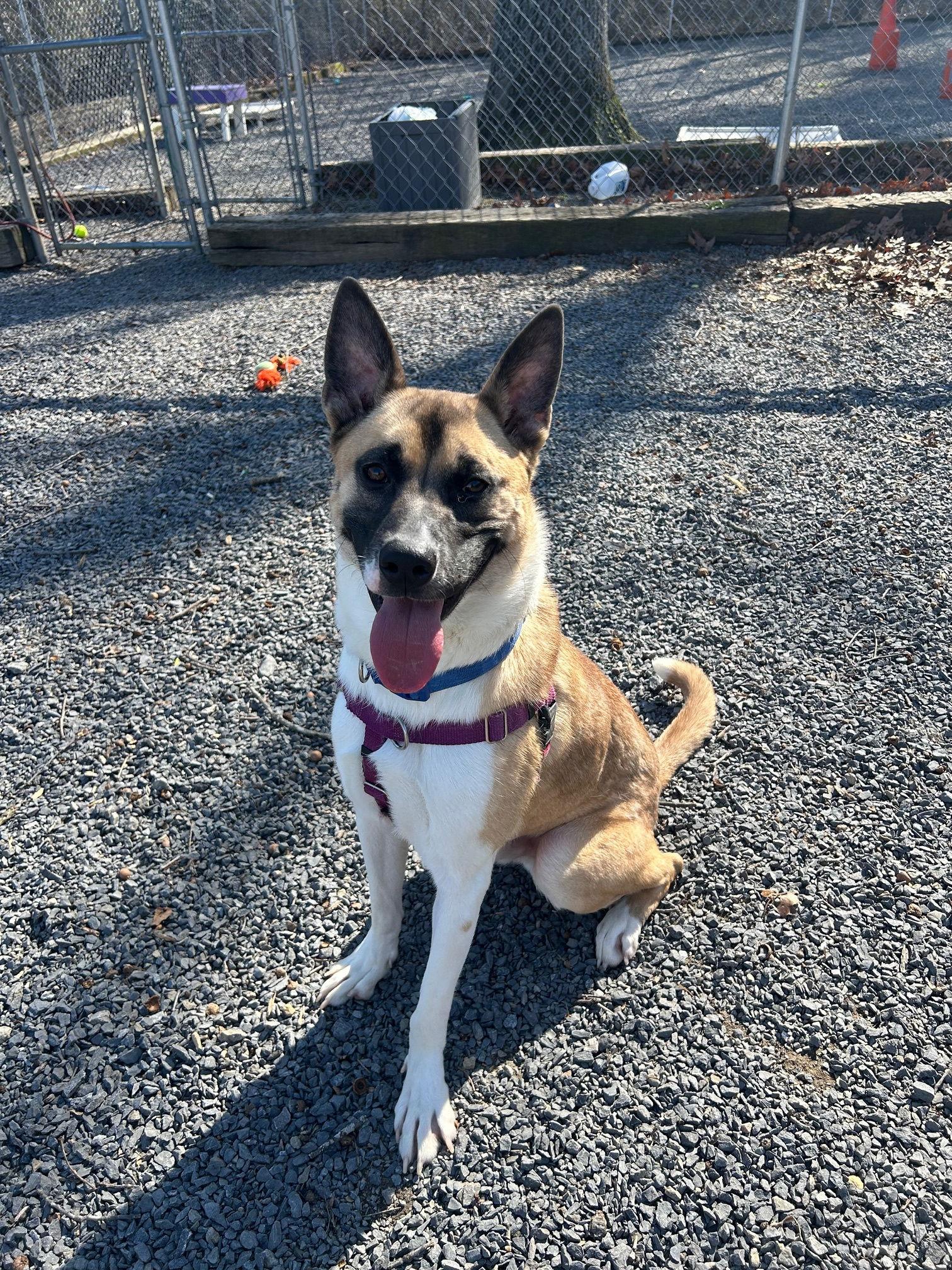 Enlarge Maxx, a Adoptable mixed breed in Berkeley Springs, WV image 2/2