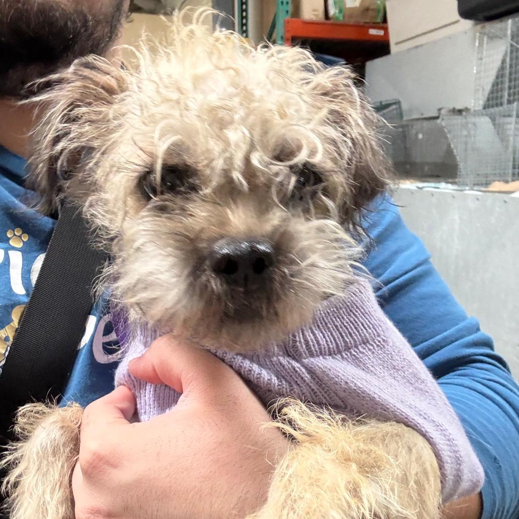 Penelope- City of Industry Location, Adoptable, Adult Female Pug & Terrier.