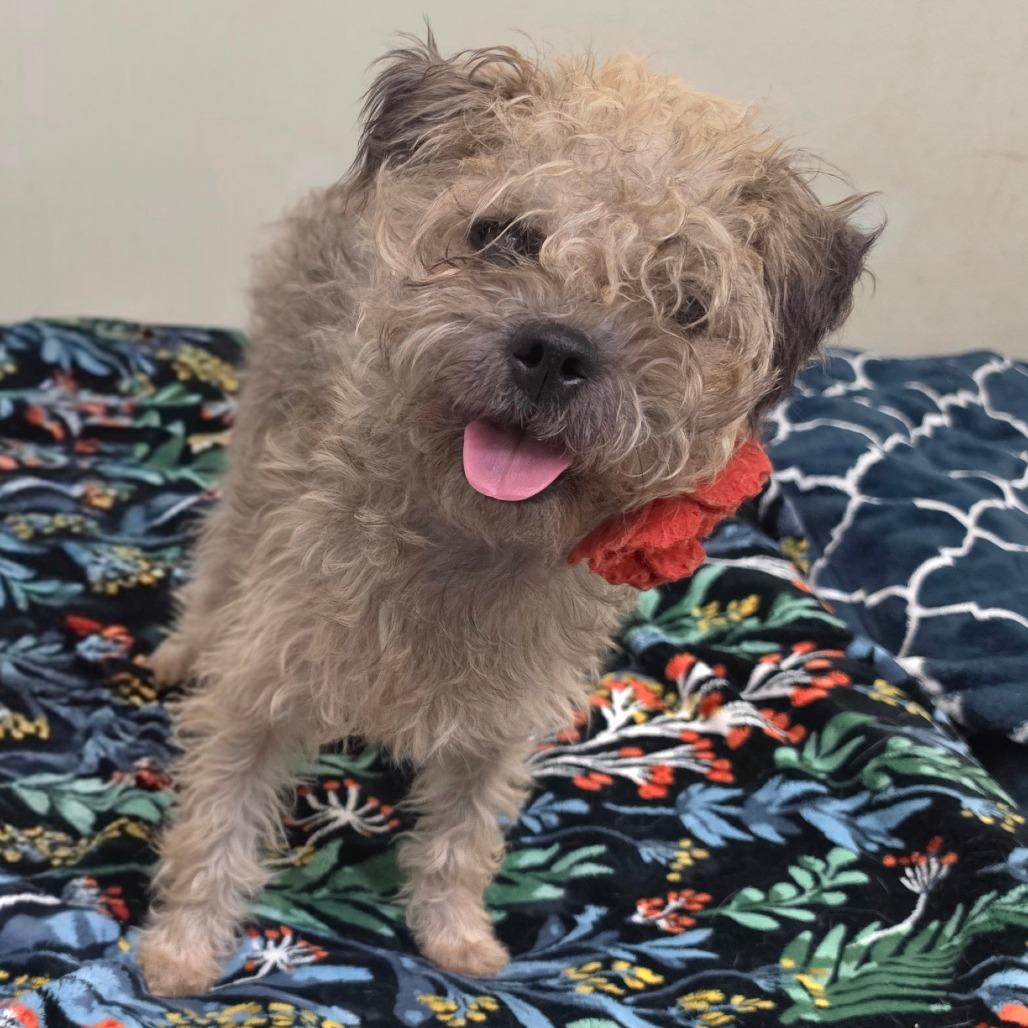 Enlarge Penelope- Chino Hills Location, a Adoptable mixed breed in Chino Hills, CA image 2/6