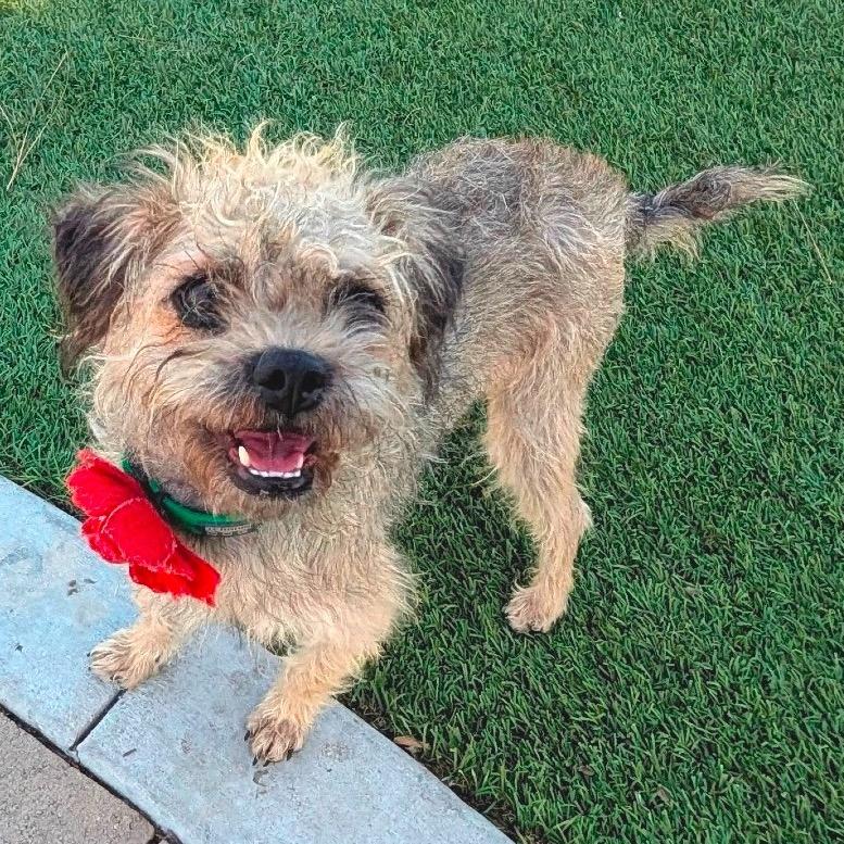 Enlarge Penelope- City of Industry Location, a Adoptable mixed breed in Chino Hills, CA image 2/6