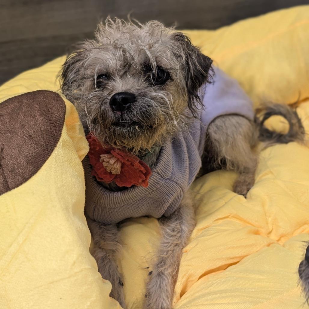 Enlarge Penelope- City of Industry Location, a Adoptable mixed breed in Chino Hills, CA image 3/6