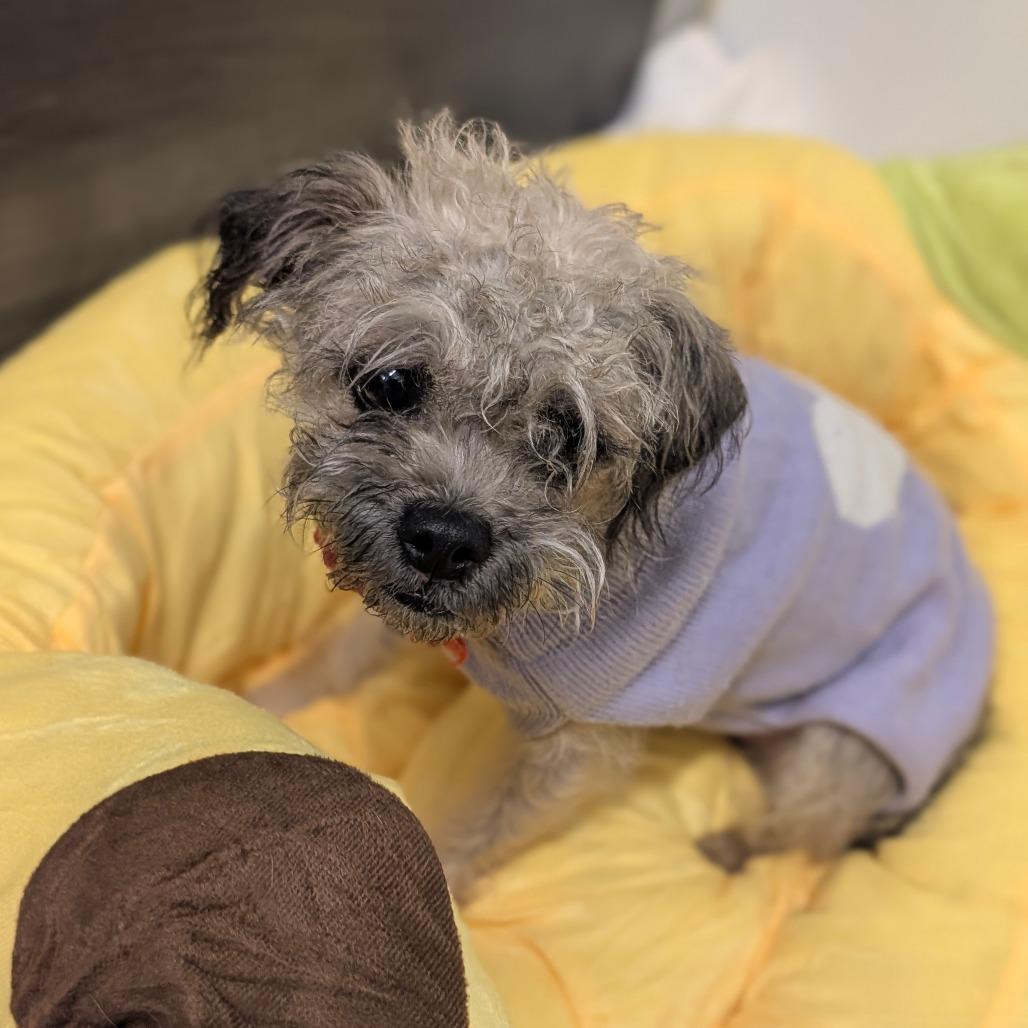 Enlarge Penelope- City of Industry Location, a Adoptable mixed breed in Chino Hills, CA image 4/6