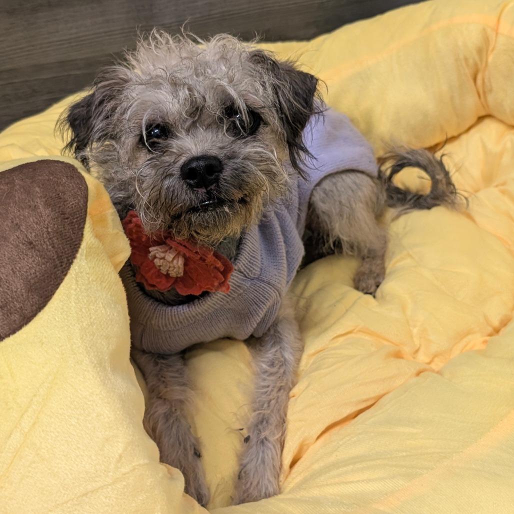 Enlarge Penelope- City of Industry Location, a Adoptable mixed breed in Chino Hills, CA image 5/6