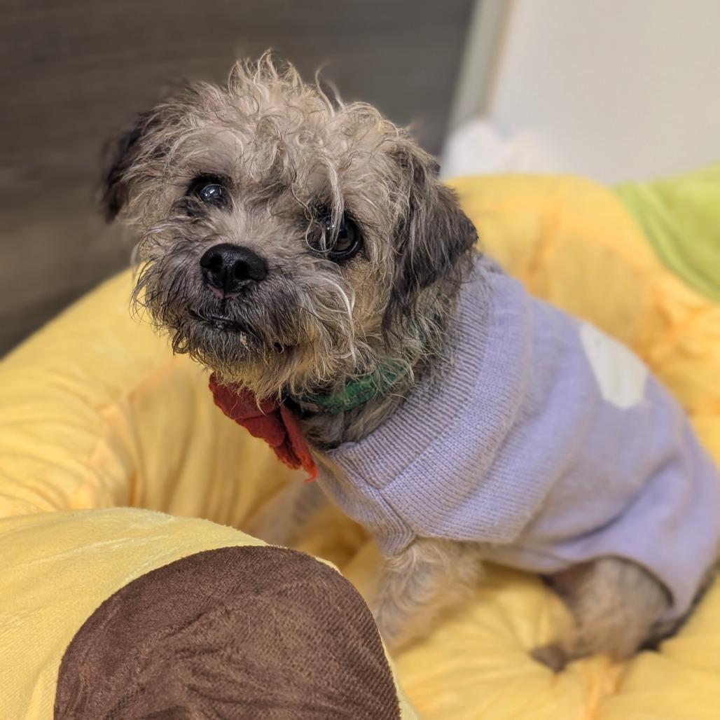 Enlarge Penelope- City of Industry Location, a Adoptable mixed breed in Chino Hills, CA image 6/6