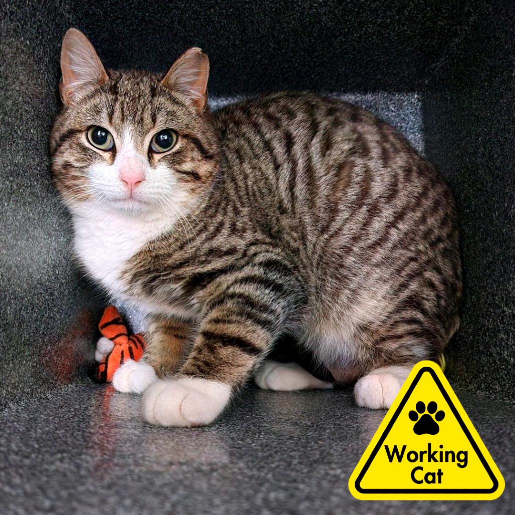 Ernest - Working Cat, Adoptable, Young Male Domestic Short Hair.