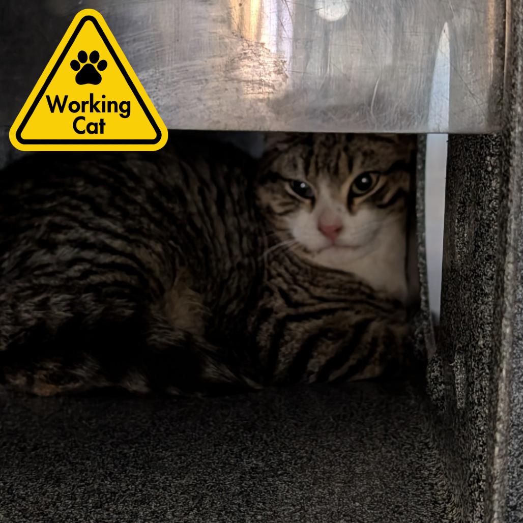 Enlarge Ernest - Working Cat, a Adoptable Domestic Short Hair in Baltimore, MD image 1/1