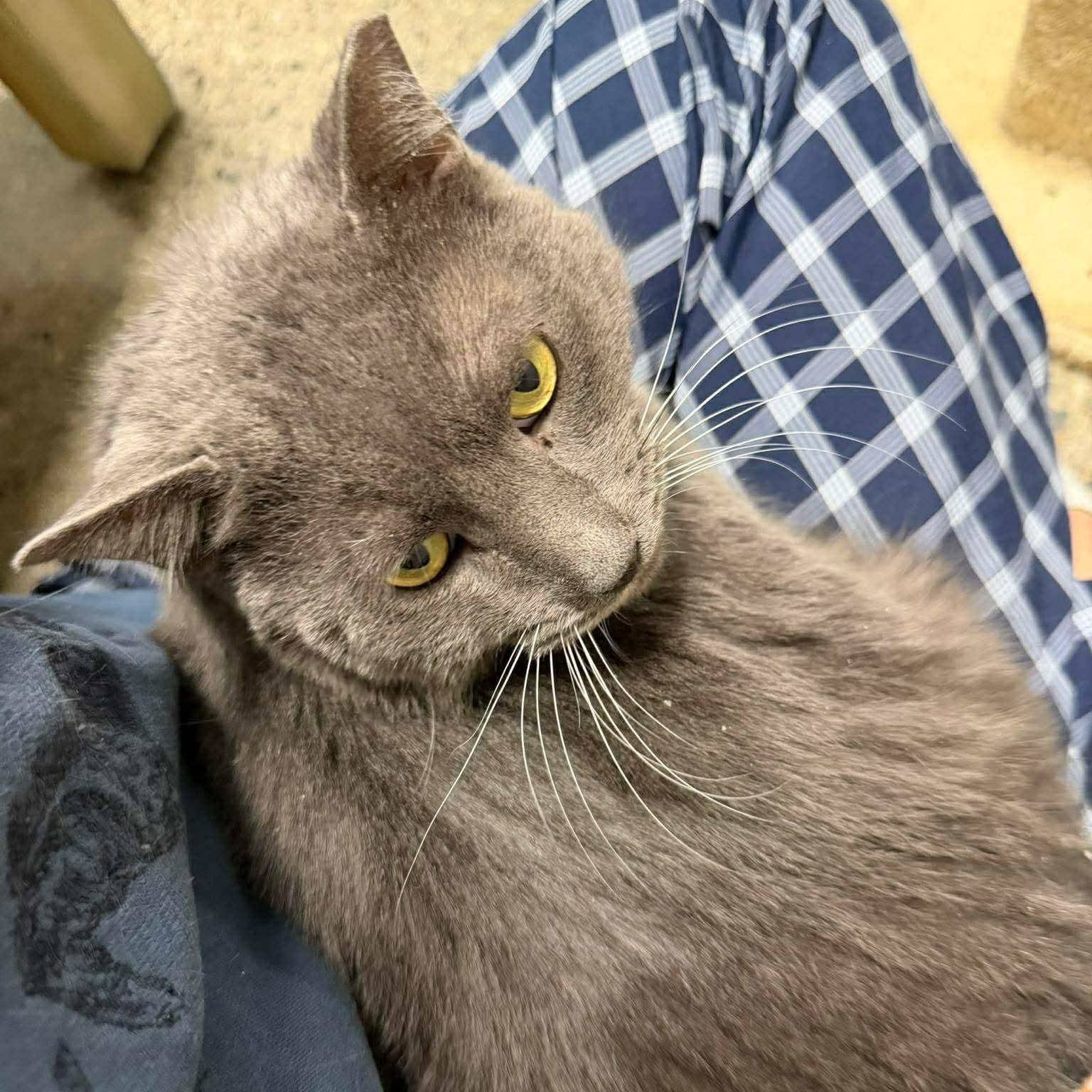 Enlarge Tommy, an adopted Domestic Short Hair in Bourne, MA image 4/4