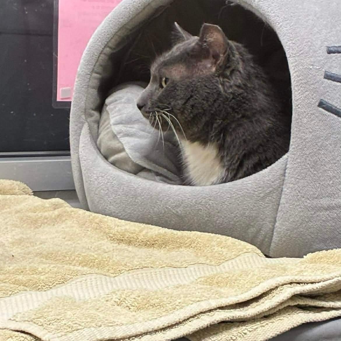 Enlarge Tommy, an adopted Domestic Short Hair in Bourne, MA image 3/4