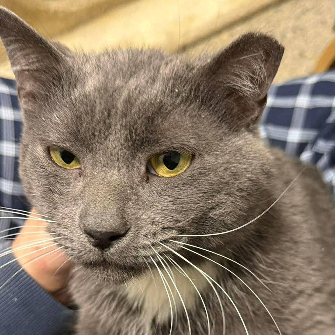 Enlarge Tommy, an adopted Domestic Short Hair in Bourne, MA image 2/4