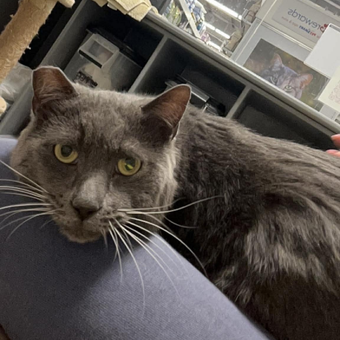 Enlarge Tommy, an adopted Domestic Short Hair in Bourne, MA image 1/4