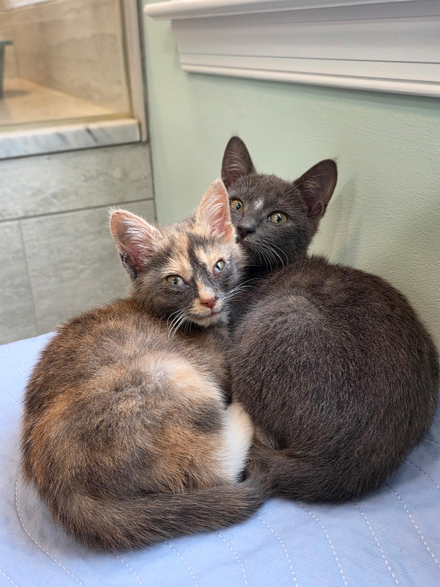 Bucatini, a ADOPTABLE mixed breed in Richmond, VA image 5/6