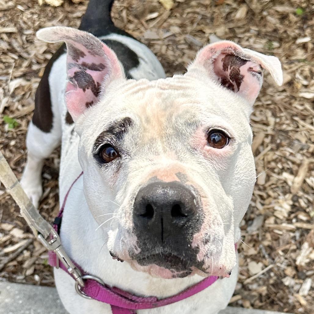 Enlarge Miss Pickles, a Adoptable mixed breed in East Hampton, NY image 1/6