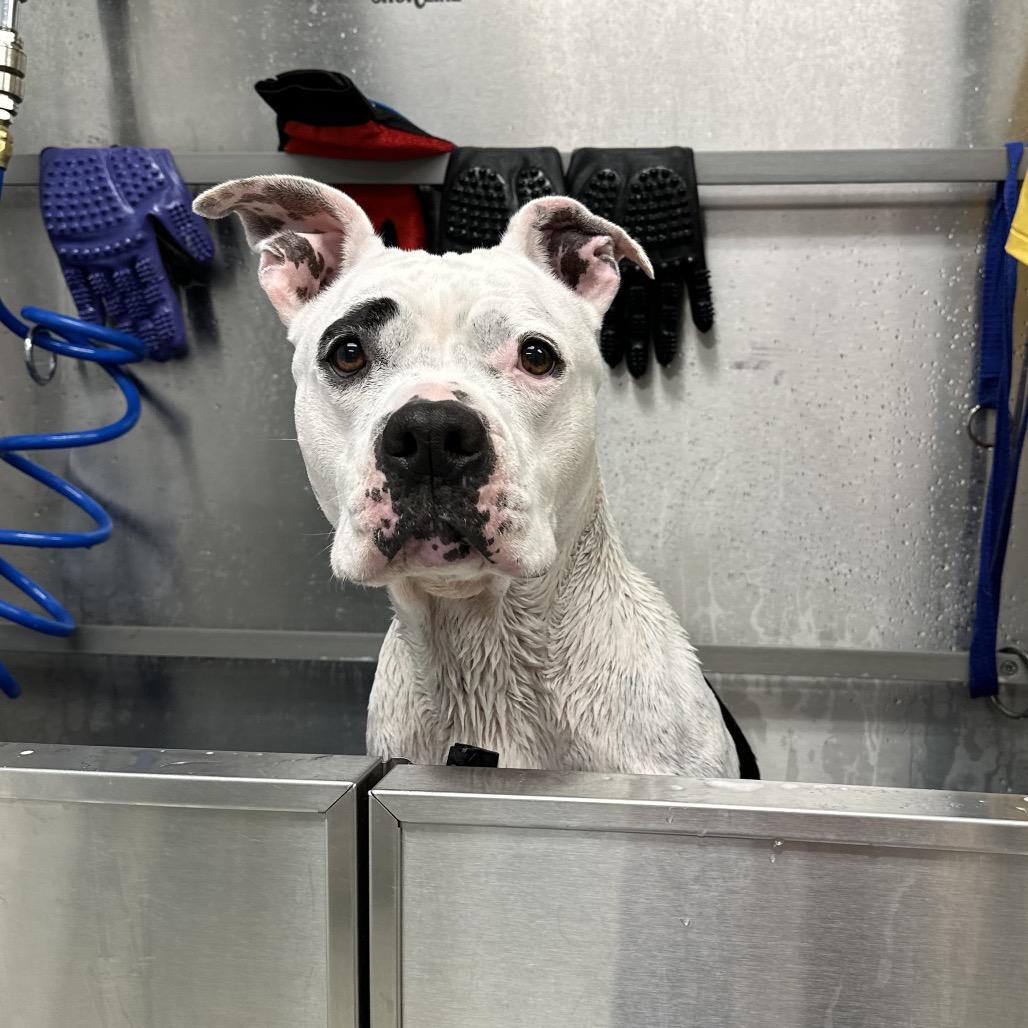 Enlarge Miss Pickles, a Adoptable mixed breed in East Hampton, NY image 2/6