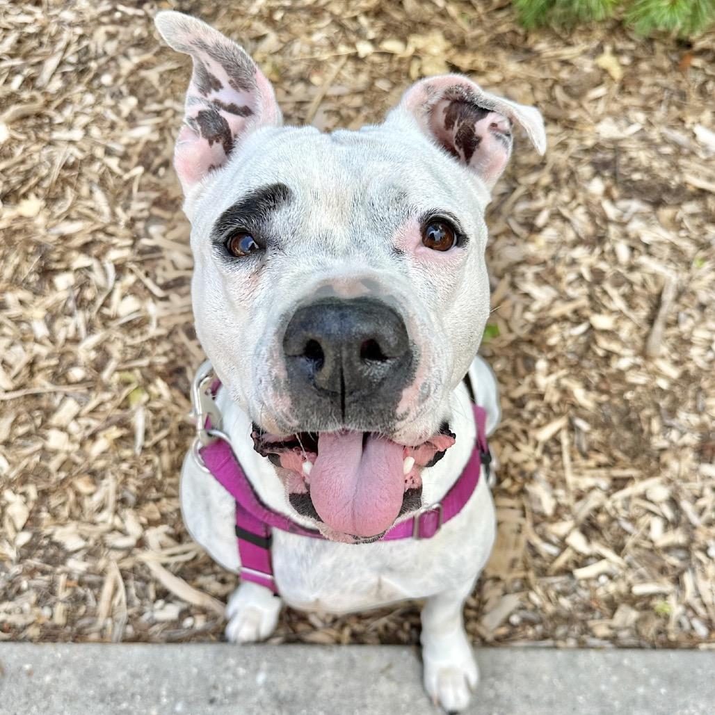 Enlarge Miss Pickles, a Adoptable mixed breed in East Hampton, NY image 3/6