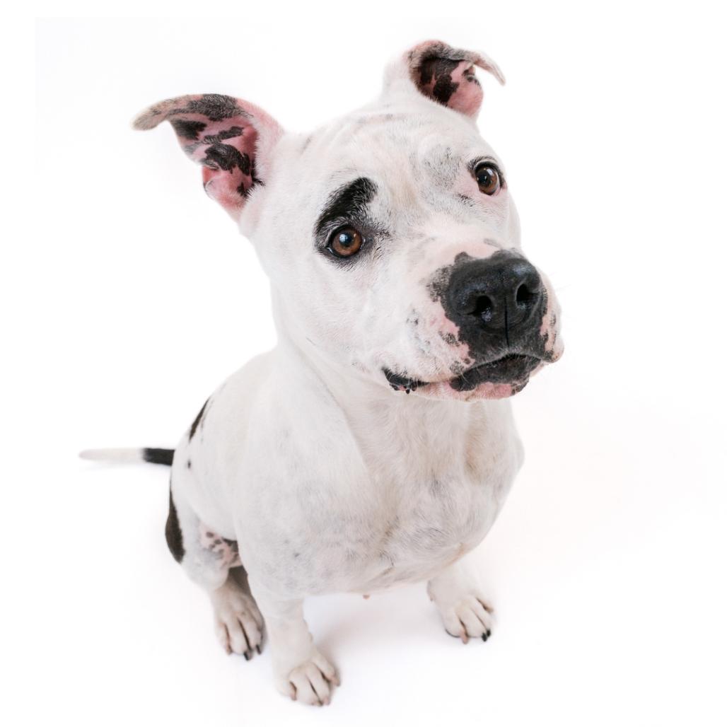 Enlarge Miss Pickles, a Adoptable mixed breed in East Hampton, NY image 4/6