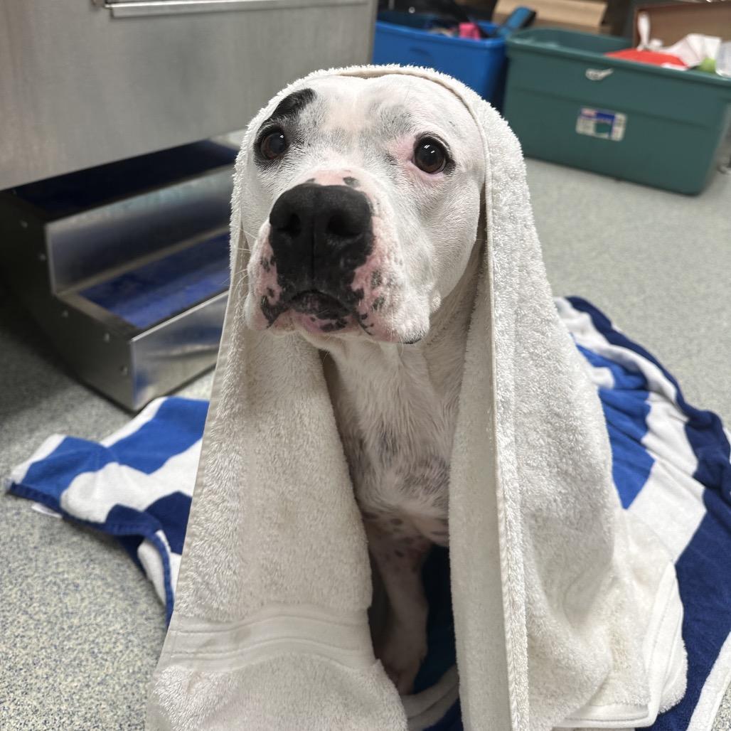 Enlarge Miss Pickles, a Adoptable mixed breed in East Hampton, NY image 5/6