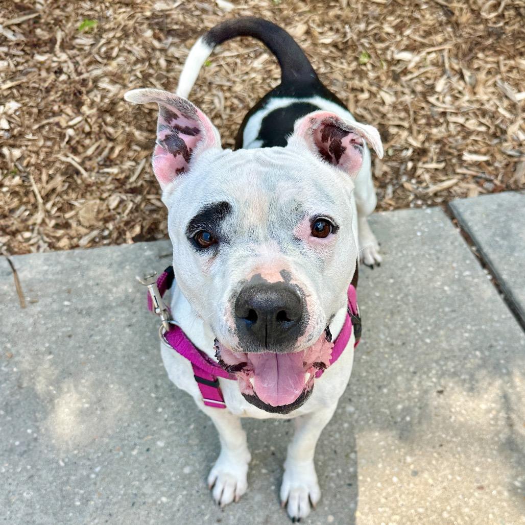 Enlarge Miss Pickles, a Adoptable mixed breed in East Hampton, NY image 6/6