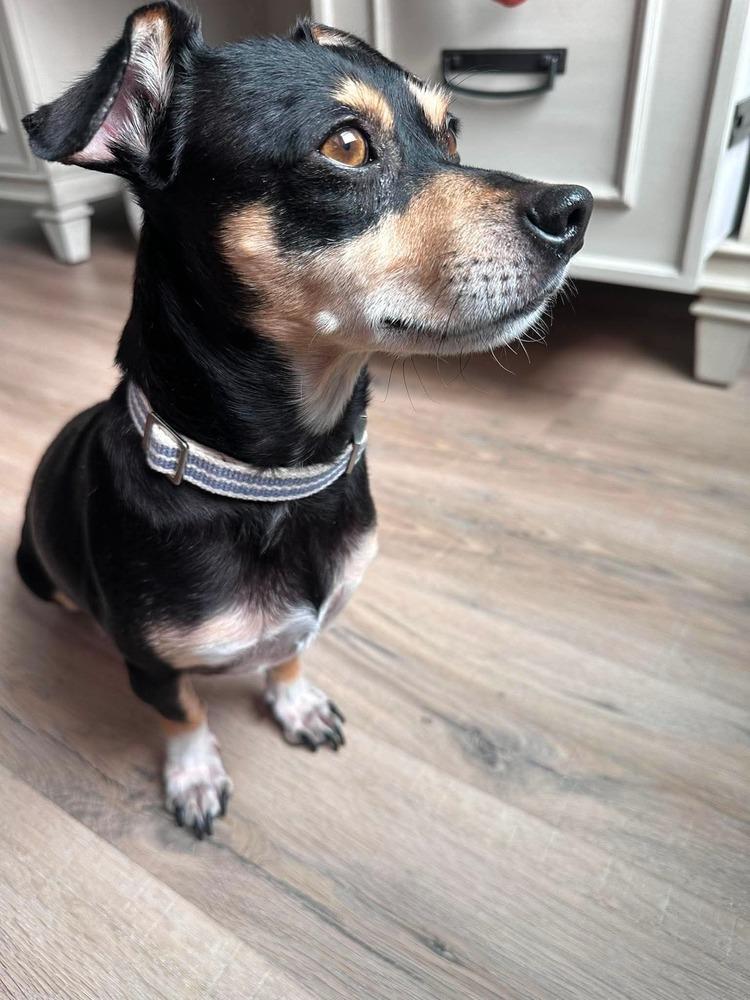 Johan Creek HW+, Adoptable, Adult Male Dachshund.