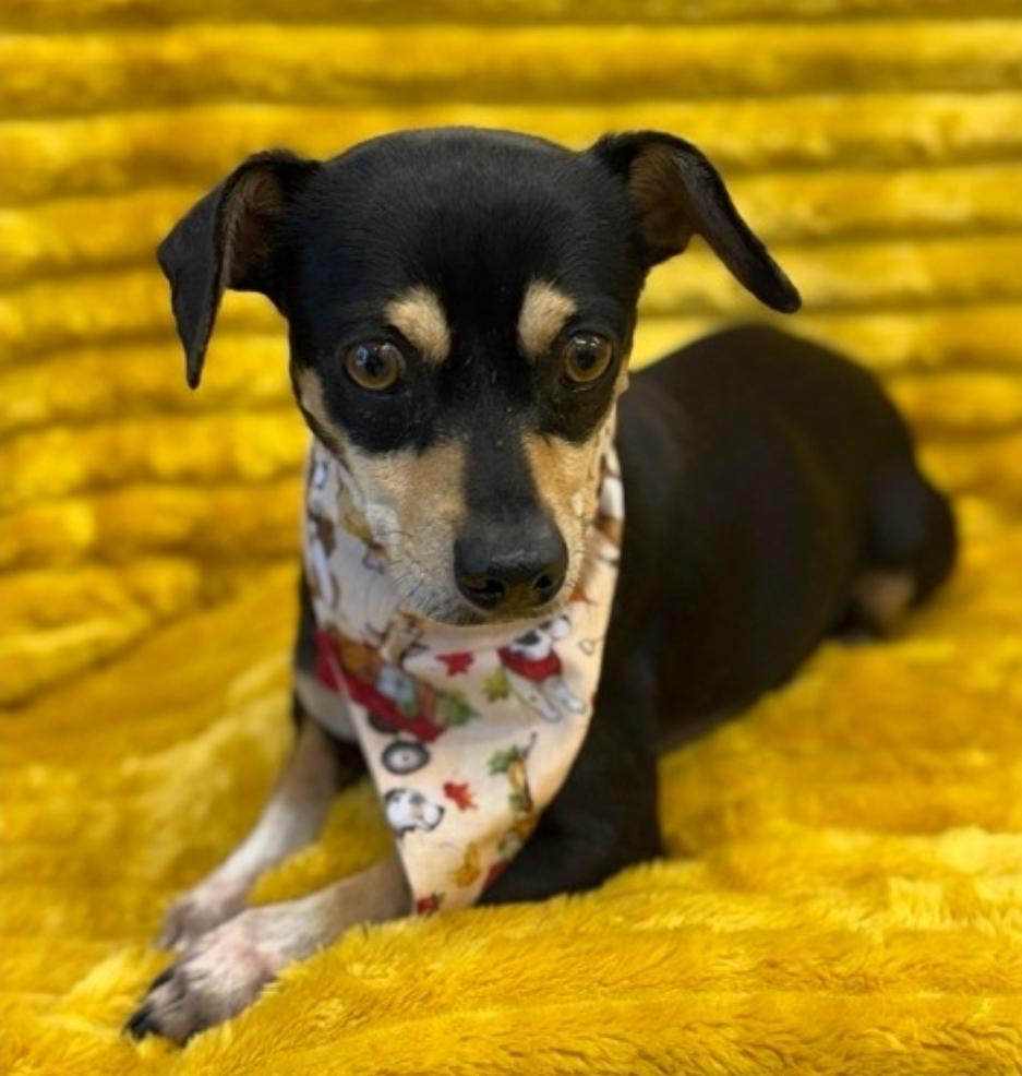 Enlarge Johan Creek HW+, a Adoptable mixed breed in Sedalia, CO image 2/4