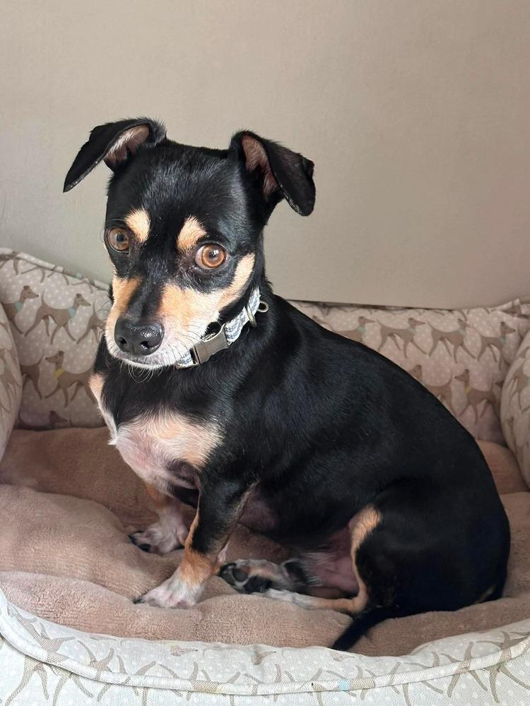 Enlarge Johan Creek HW+, a Adoptable mixed breed in Sedalia, CO image 3/4