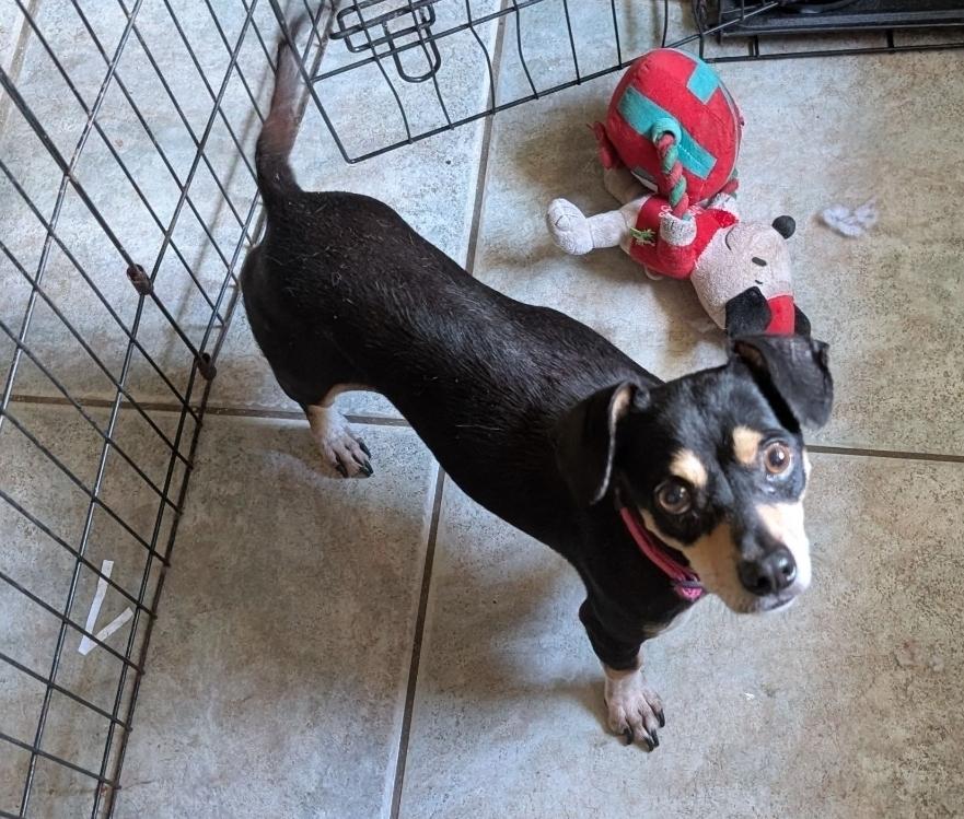 Enlarge Johan Creek HW+, a Adoptable mixed breed in Sedalia, CO image 4/4