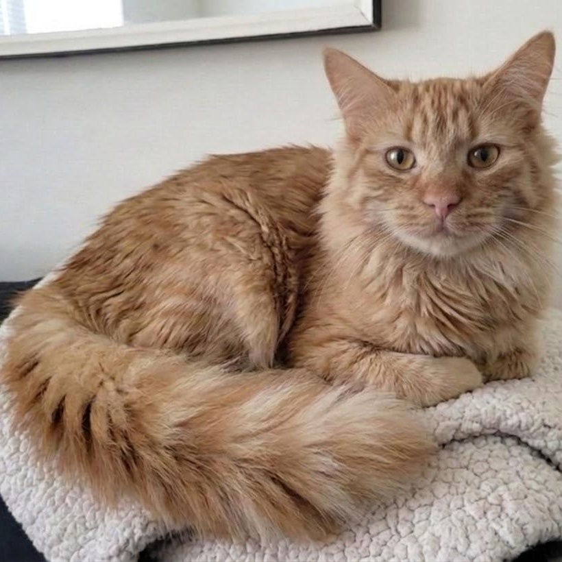 Nana and Montague (BFFs), ADOPTABLE, Young Female Domestic Medium Hair & Domestic Short Hair.