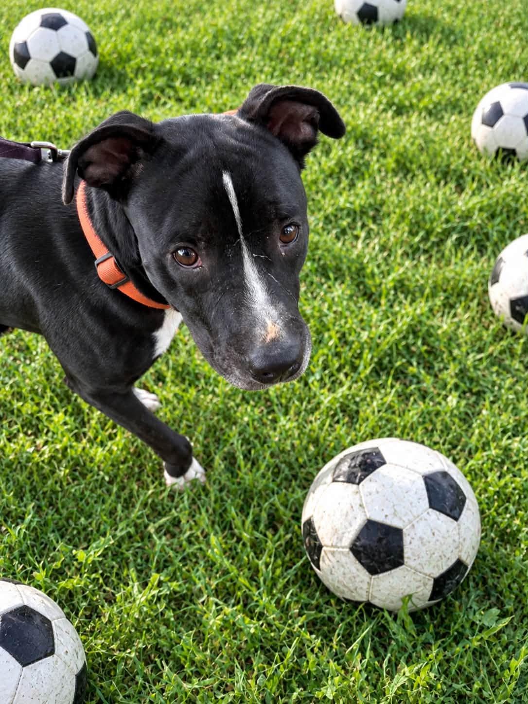 Enlarge Wemby, a Adoptable mixed breed in Tulsa, OK image 2/2