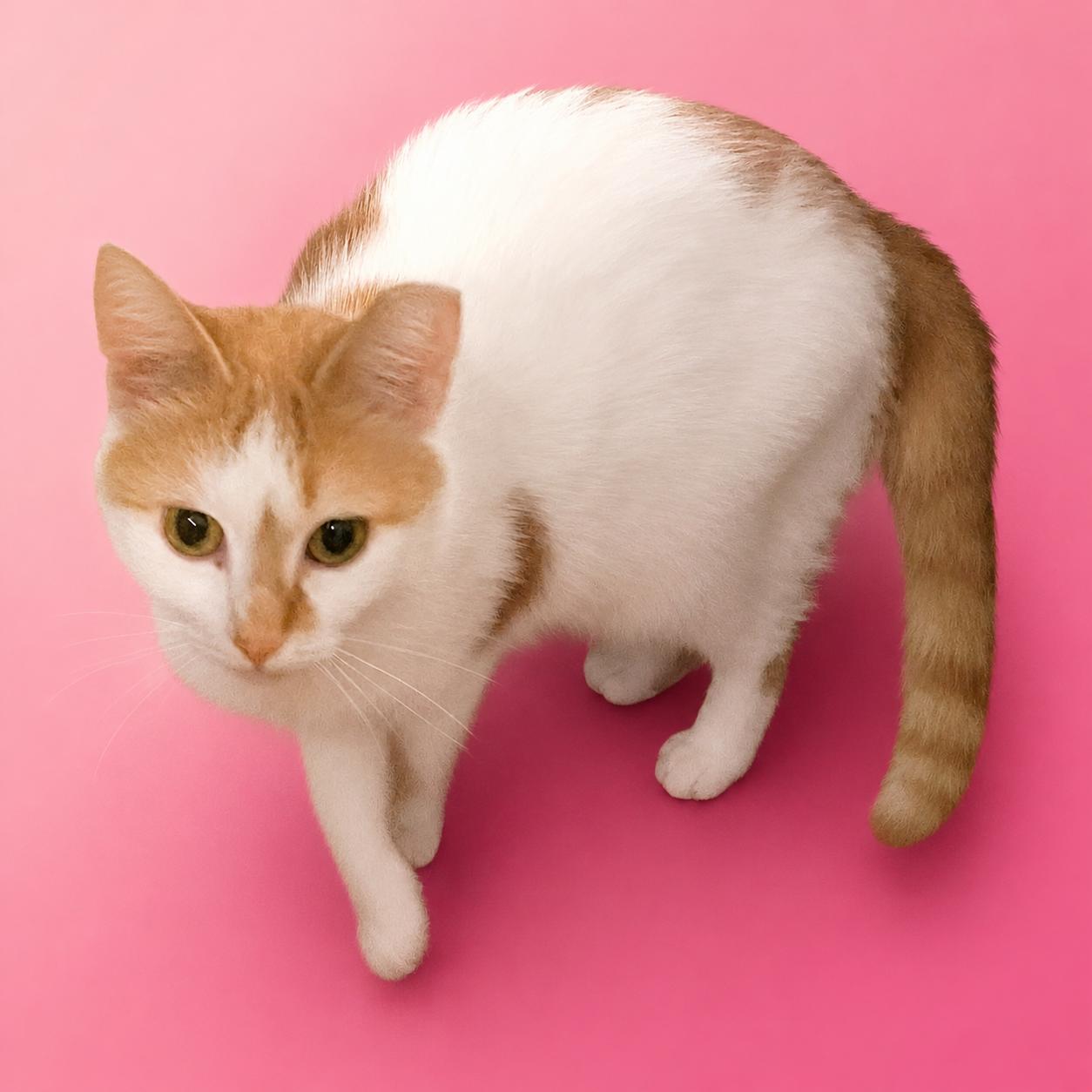 Emily, a Adoptable Domestic Short Hair in Charlotte, NC image 2/3