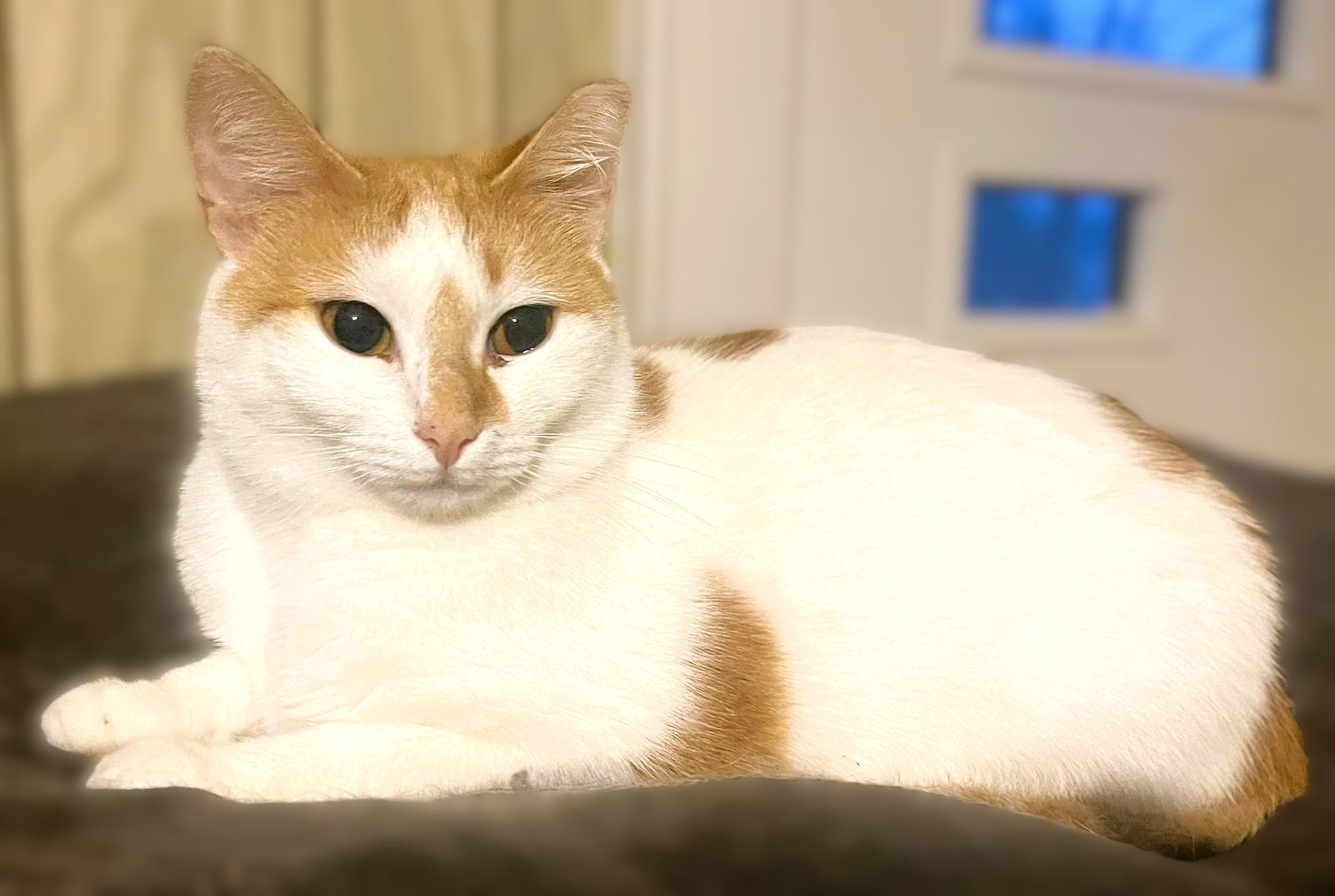 Emily, a Adoptable Domestic Short Hair in Charlotte, NC image 3/3