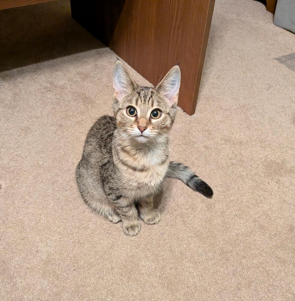 Enlarge Caramel Apple, a Adoptable mixed breed in La Porte, IN image 1/1