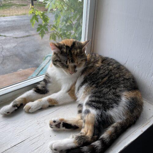 Hattie, Adoptable, Senior Female Domestic Short Hair.