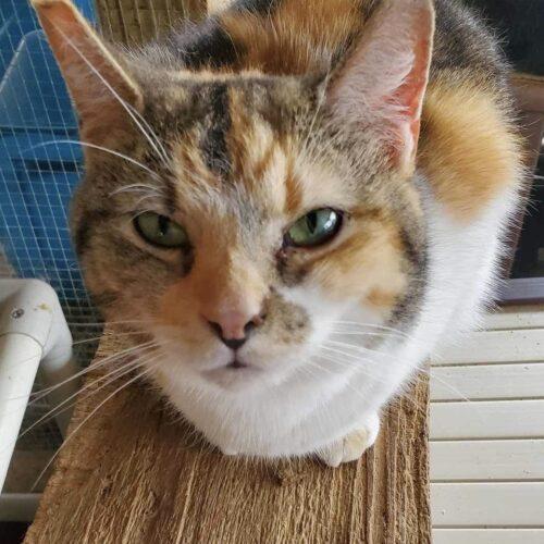 Enlarge Hattie, a Adoptable Domestic Short Hair in Tipp City, OH image 2/2