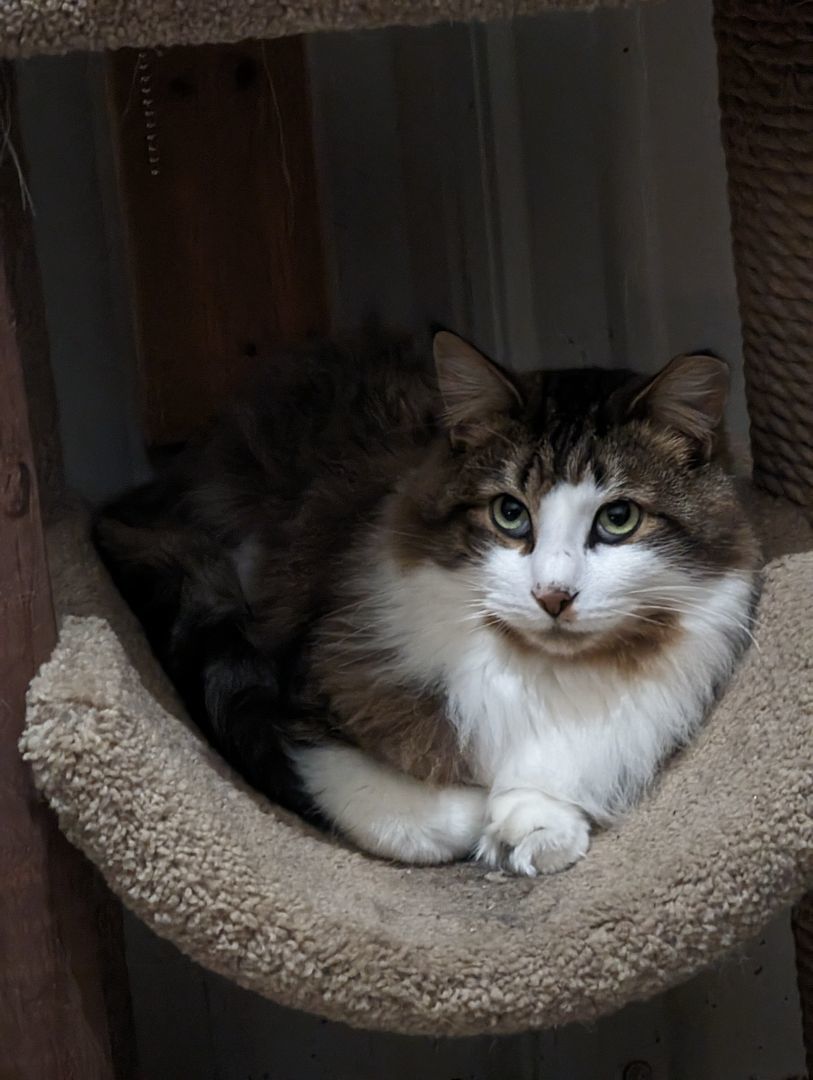 Woody , Adopted, Young Male Domestic Long Hair.