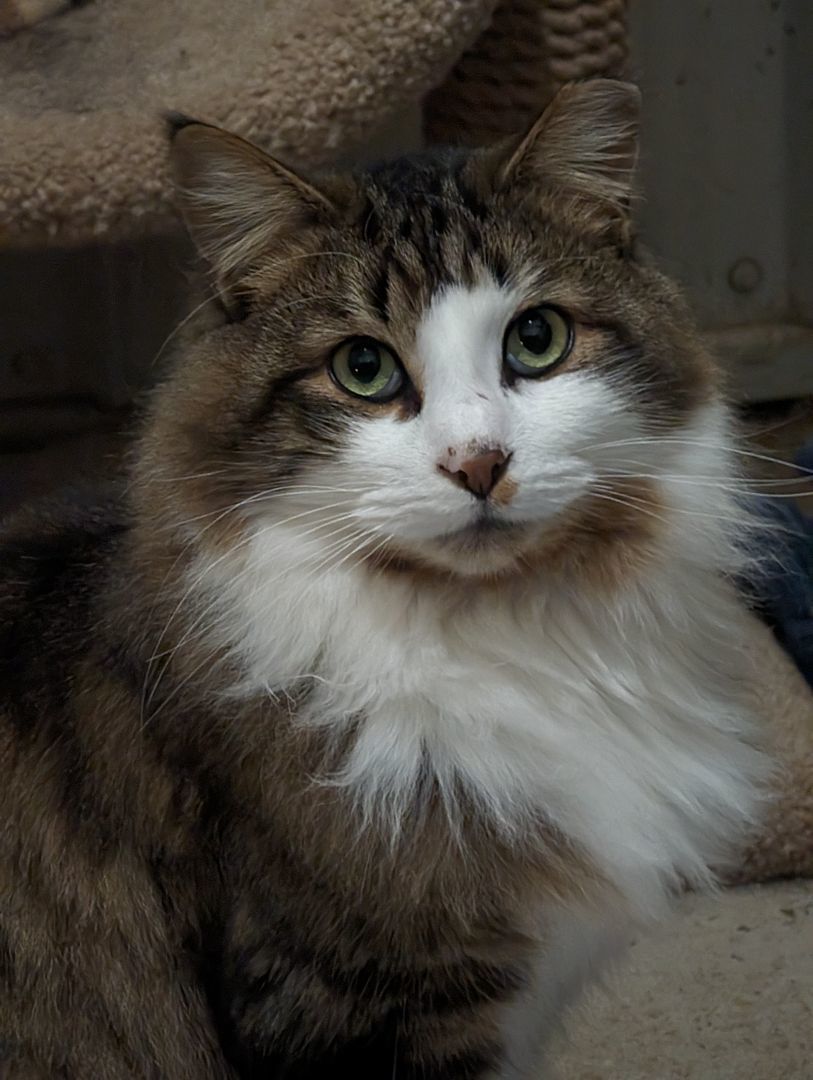 Enlarge Woody , a Adopted Domestic Long Hair in Toledo, OH image 2/4