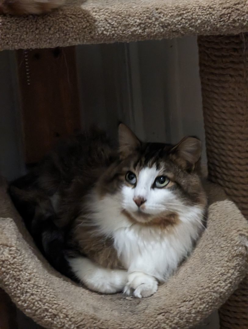 Enlarge Woody , a Adopted Domestic Long Hair in Toledo, OH image 3/4