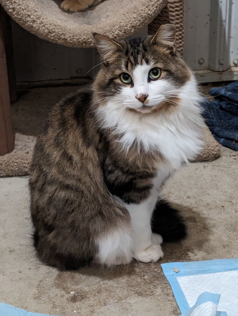 Enlarge Woody , a Adopted Domestic Long Hair in Toledo, OH image 4/4